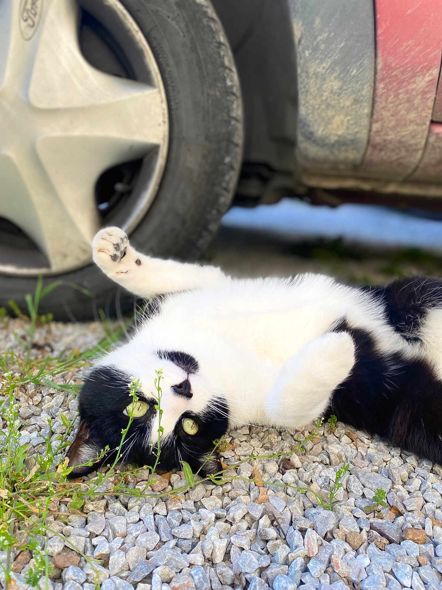 Benzema participe au concours pour gagner de l'argent avec cette photo : cat, black_and_white_cat, feline, pet, green_eyes, paw, gravel, pebbles, car, tire, hubcap, grass, weeds, lying_on_back, playful, whiskers, outdoor, close_up, resting, driveway
