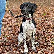 Arthas participe au concours pour gagner de l'argent avec cette photo : animal, autumn, black_and_white, canine, collar, daylight, dog, fall, fur, ground, jeans, leash, leaves, nature, outdoor, park, person, pet, sitting, sweater