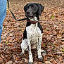 animal, autumn, black_and_white, canine, collar, daylight, dog, fall, fur, ground, jeans, leash, leaves, nature, outdoor, park, person, pet, sitting, sweater
