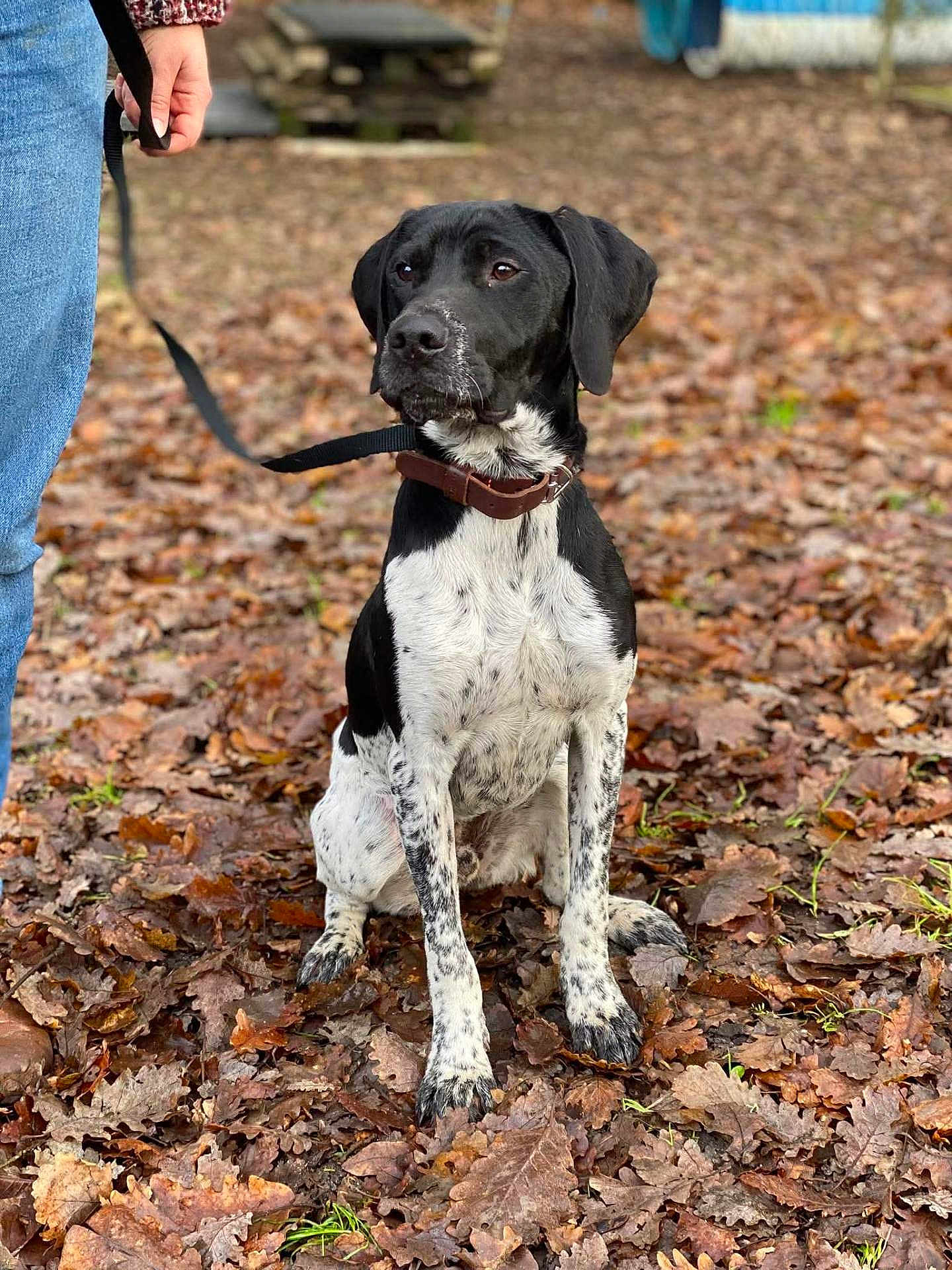 Arthas participe au concours pour gagner de l'argent avec cette photo : animal, autumn, black_and_white, canine, collar, daylight, dog, fall, fur, ground, jeans, leash, leaves, nature, outdoor, park, person, pet, sitting, sweater
