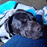 Arthas participe au concours pour gagner de l'argent avec cette photo : dog, sleeping, black_and_white, resting, denim, leg, blanket, cozy, indoor, pet, canine, closeup, relaxing, comfort, furry, napping, home, companion, soft, casual