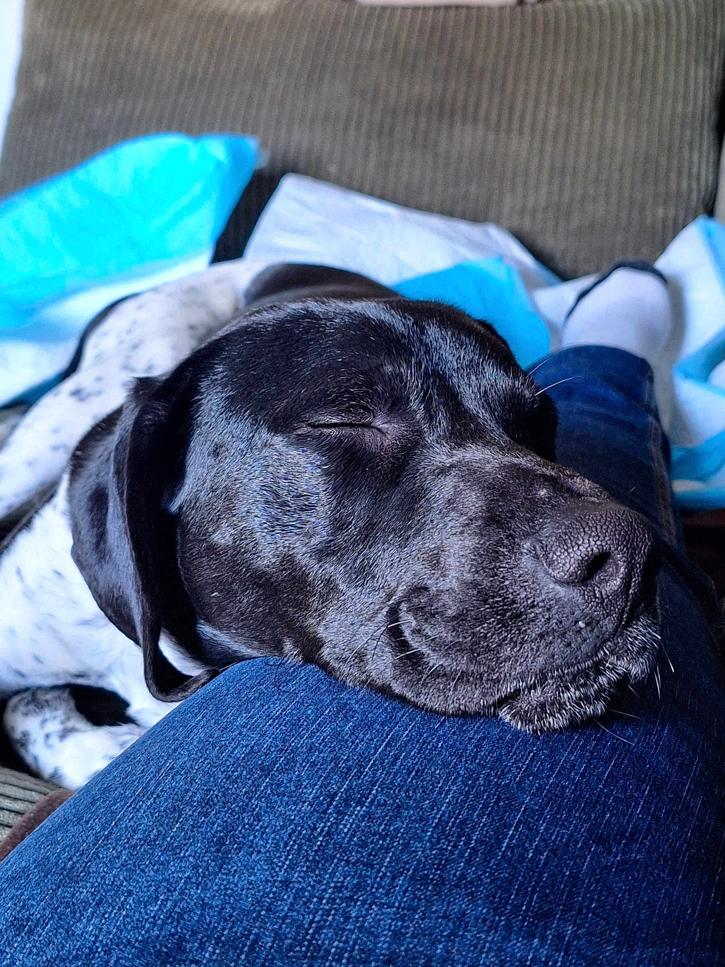 Arthas participe au concours pour gagner de l'argent avec cette photo : dog, sleeping, black_and_white, resting, denim, leg, blanket, cozy, indoor, pet, canine, closeup, relaxing, comfort, furry, napping, home, companion, soft, casual