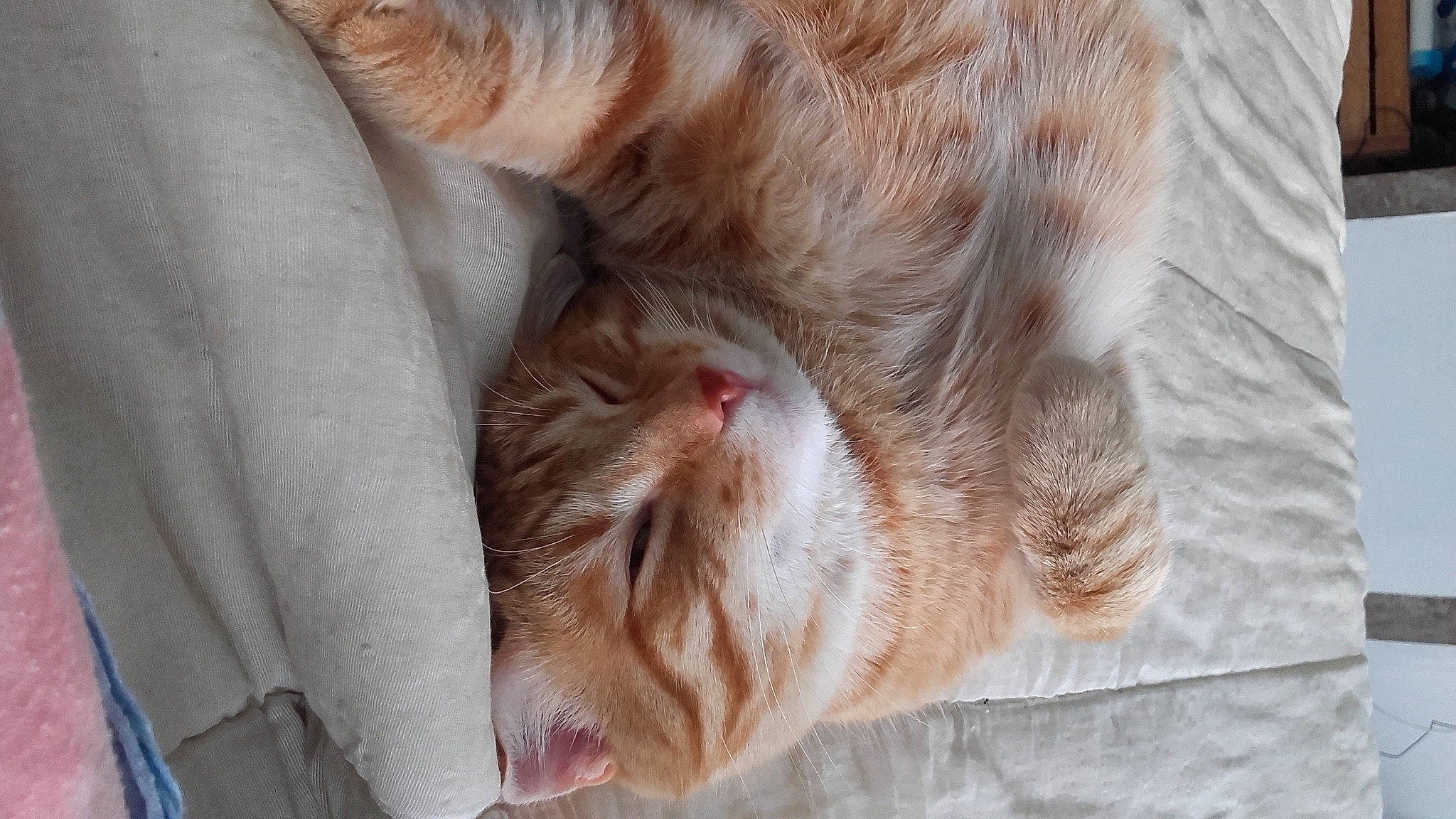 Bb Chat participe au concours pour gagner de l'argent avec cette photo : carnivore, cat, close_up, ear, fawn, felidae, fur, nap, skin, sleep, small_to_medium_sized_cats, snout, sporting_group, whiskers