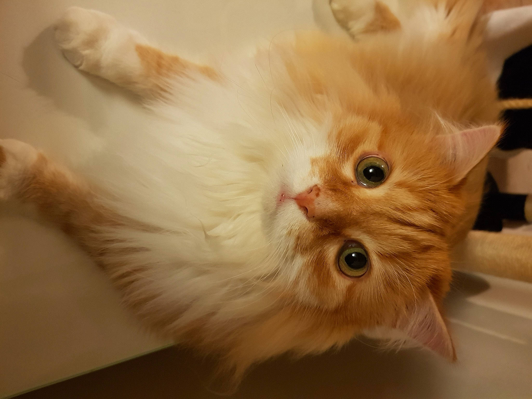 Loukoum participe au concours pour gagner de l'argent avec cette photo : asian_semi_longhair, british_longhair, british_semi_longhair, carnivore, cat, close_up, domestic_long_haired_cat, eye, fawn, felidae, fur, kitten, mammal, napoleon_cat, persian, ragamuffin, skin, small_to_medium_sized_cats, snout, whiskers