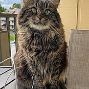 Cleopatra joined the competition — help win amazing prizes! cat, tabby, fluffy, green_eyes, balcony, table, chair, cable, outdoor, furniture, pet, animal, portrait, sitting, whiskers, fur, domestic_cat, curious, closeup, daytime