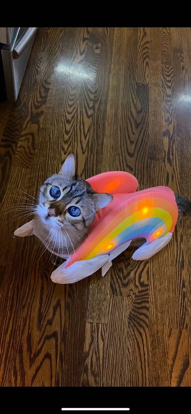 Brady is registered to the contest to win money with this photo: carnivore, cat, cat_toy, domestic_short_haired_cat, fashion_accessory, feather, felidae, fish, floor, flooring, fur, hardwood, musical_instrument, paw, small_to_medium_sized_cats, tail, visual_arts, whiskers, wing, wood