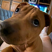 Bandit is registered to the contest to win money with this photo: puppy, dog, close_up, indoor, brown_dog, pet, curious, canine, young_dog, furniture, couch, cabinet, home, animal, face, nose, ears, eyes, portrait, pet_owner