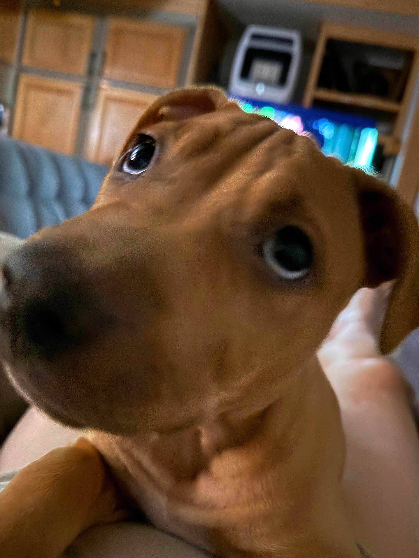 Bandit is registered to the contest to win money with this photo: puppy, dog, close_up, indoor, brown_dog, pet, curious, canine, young_dog, furniture, couch, cabinet, home, animal, face, nose, ears, eyes, portrait, pet_owner