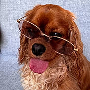Penny is registered to the contest to win money with this photo: dog, sunglasses, curly_fur, tongue_out, pet, indoor, couch, light_blue, window, greenery, cute, portrait, animal, companion, relaxed, fluffy, brown, golden, funny, casual