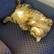 Mako is registered to the contest to win money with this photo: animal, blue, cat, chair, comfy, cozy, cute, domestic, feline, furniture, indoor, paw, pet, relaxing, resting, sleeping, striped, tabby, upside_down, whiskers