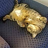 animal, blue, cat, chair, comfy, cozy, cute, domestic, feline, furniture, indoor, paw, pet, relaxing, resting, sleeping, striped, tabby, upside_down, whiskers