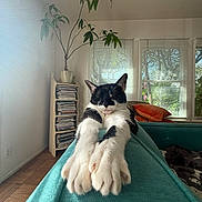 Loui joined the competition — help win amazing prizes! cat, black_and_white, stretching, paws, teal_couch, sunlight, window_blinds, plant, magazines, shelf, cushions, orange, living_room, wood_floor, relaxing, indoor, cozy, pet, feline, home_decor