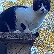 Saturne a rejoint le concours — aidez-le/la à gagner de superbes lots ! cat, animal, pet, black_and_white, bicolor, sitting, perched, rooftop, ledge, outdoor, autumn, trees, blue_sky, daylight, feline, whiskers, pointed_ears, tail, fur, portrait