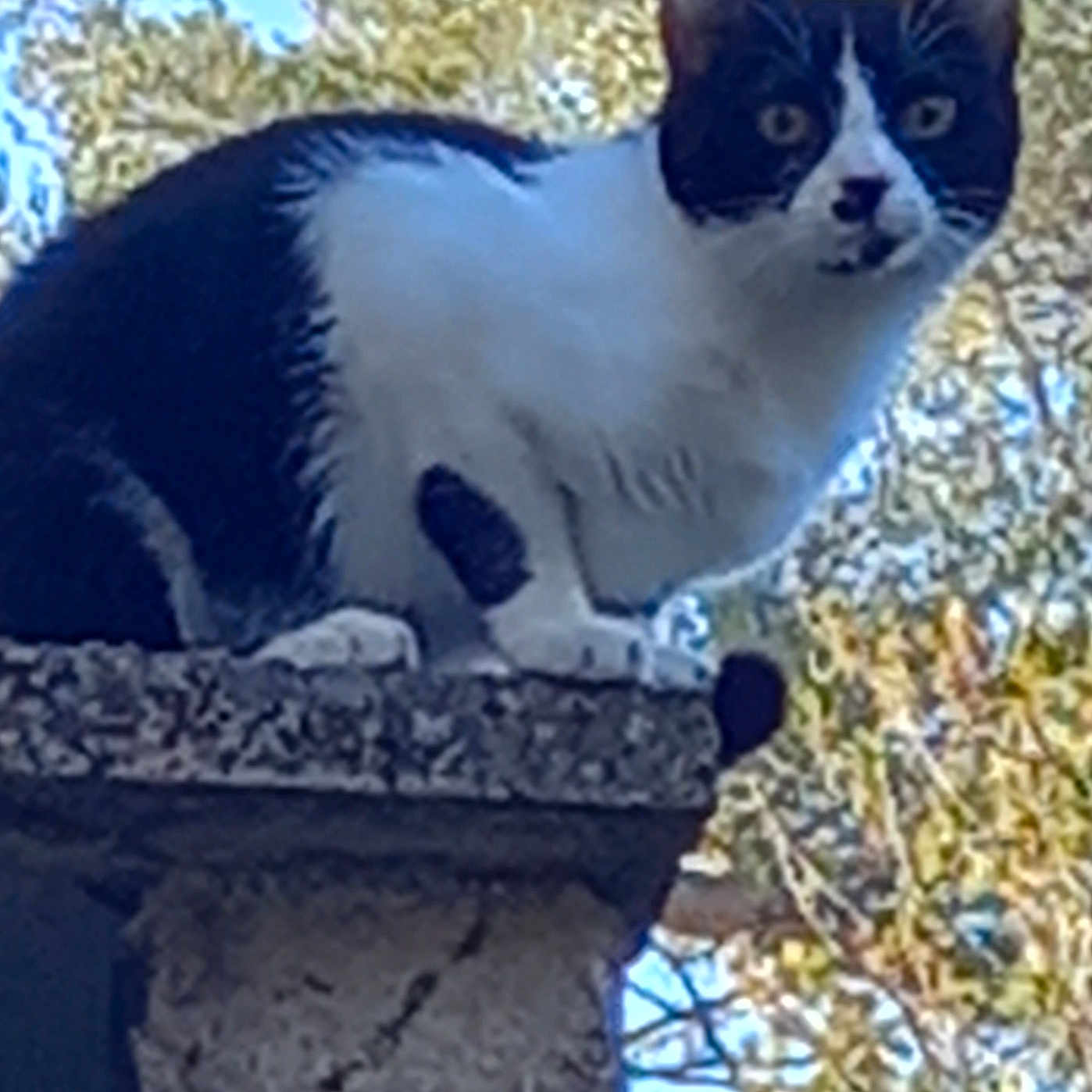 Saturne a rejoint le concours — aidez-le/la à gagner de superbes lots ! cat, animal, pet, black_and_white, bicolor, sitting, perched, rooftop, ledge, outdoor, autumn, trees, blue_sky, daylight, feline, whiskers, pointed_ears, tail, fur, portrait
