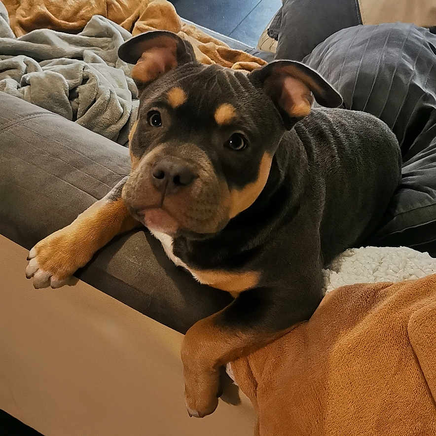 Maya a rejoint le concours — aidez-le/la à gagner de superbes lots ! animal, blanket, bulldog, canine, clothing, couch, dog, face, frenchbulldog, furniture, hat, head, hound, indoors, interiordesign, person, pet, pitbull, puppy, wood