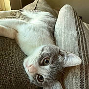 Luna is registered to the contest to win money with this photo: cat, feline, pet, animal, couch, cushion, striped, texture, indoor, relaxed, lying_down, closeup, whiskers, ears, fur, eyes, nose, home, cozy, curious