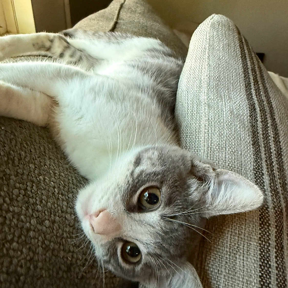 Luna is registered to the contest to win money with this photo: animal, cat, closeup, couch, cozy, curious, cushion, ears, eyes, feline, fur, home, indoor, lying_down, nose, pet, relaxed, striped, texture, whiskers