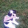 puppy, dog, grass, bandana, black_and_white, outdoor, cute, pet, animal, young_dog, playful, sitting, fur, nature, adorable, looking_up, small_dog, summer, canine, friendly