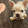 Barbie is registered to the contest to win money with this photo: dog, puppy, french_bulldog, bone_toy, pet, indoor, wood_floor, cute, animal, playful, young_dog, chewing, looking_up, small_dog, ears, toy, floor, pet_toy, domestic_animal, canine