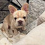 puppy, dog, french_bulldog, indoor, blanket, carpet, table, ears, cute, pet, animal, floor, looking, sitting, young, fur, adorable, face, nose, paws