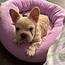dog, puppy, french_bulldog, pet_bed, lavender, indoor, wooden_floor, cute, animal, small_dog, ears, fur, looking, cozy, resting, domestic_animal, young_dog, bed, pet, canine