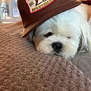 Presley joined the competition — help win amazing prizes! bed, blanket, blurred_person, cap, close_up, cozy, dog, face, fur, hat, indoor, nose, patch, pet, plush, sleep, sleeping, small_dog, textile, whiskers