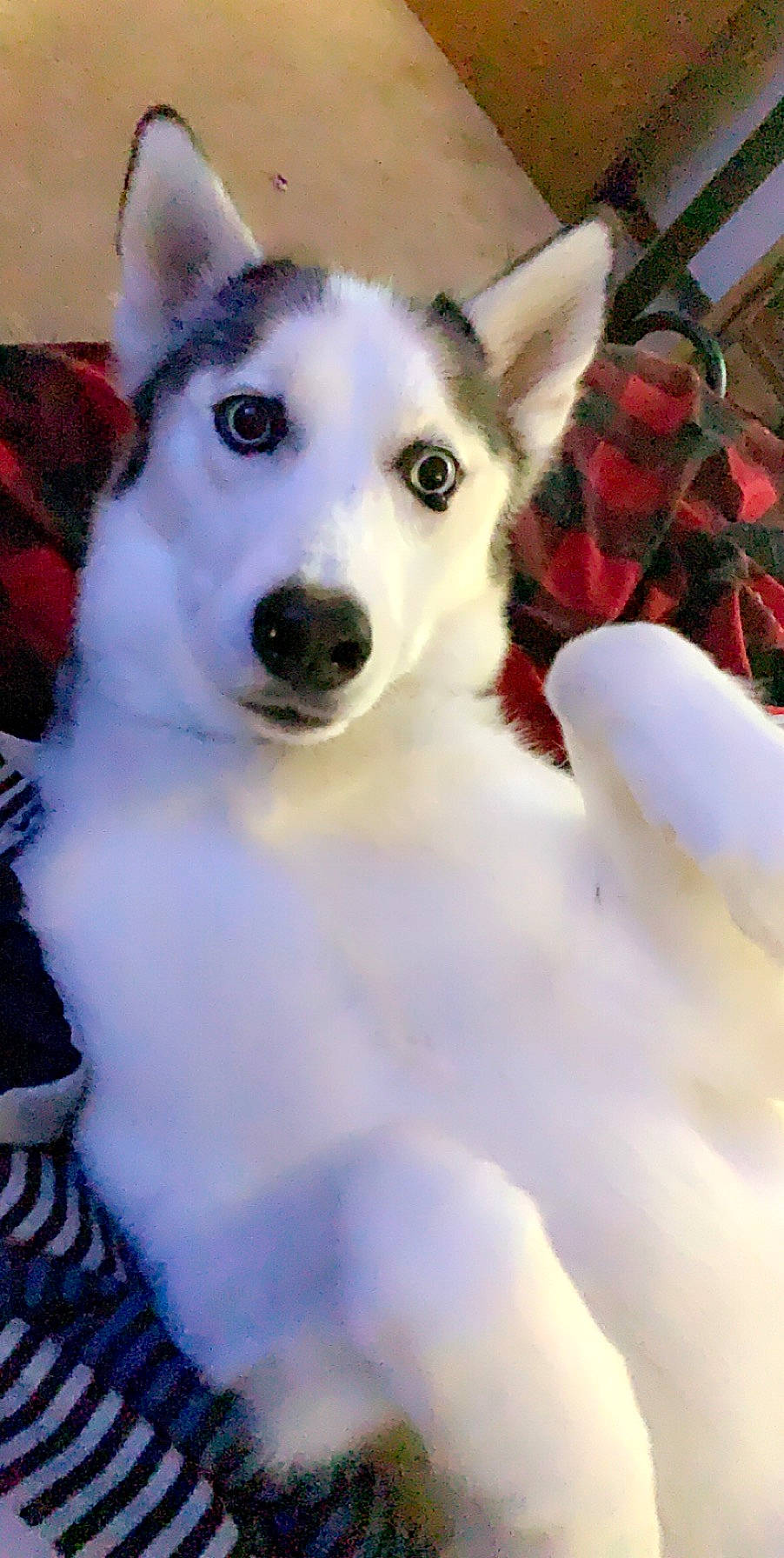 Kita is registered to the contest to win money with this photo: alaskan_malamute, canadian_eskimo_dog, canidae, carnivore, dog, dog_breed, fur, mammal, miniature_siberian_husky, northern_inuit_dog, rare_breed_dog, sakhalin_husky, seppala_siberian_sleddog, siberian_husky, sled_dog, snout, tamaskan_dog, vertebrate, white_shepherd, wolfdog