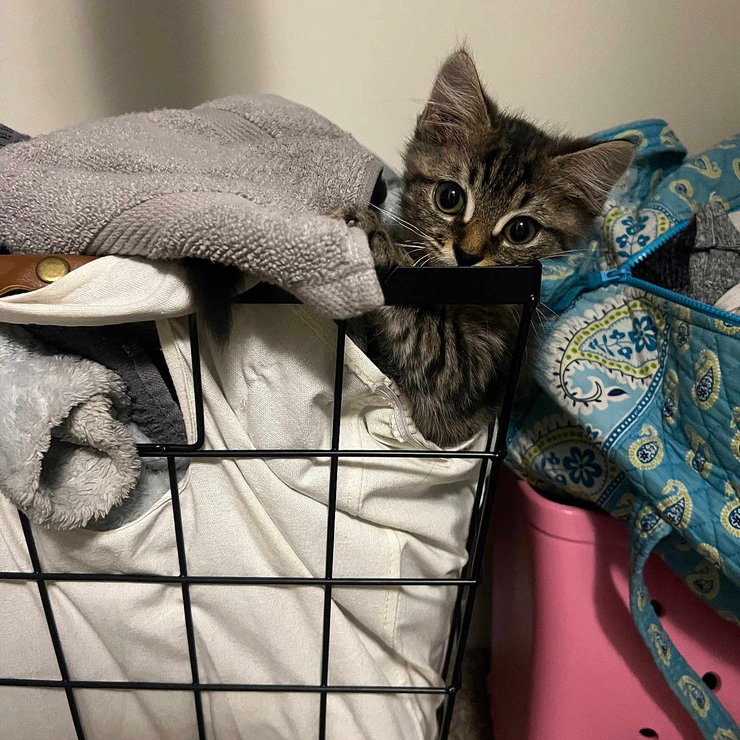 Hook is registered to the contest to win money with this photo: abyssinian, animal, bed, bedroom, blanket, cat, couch, crib, den, furniture, homedecor, indoors, infantbed, kitten, laundry, linen, manx, pet, room, shelf