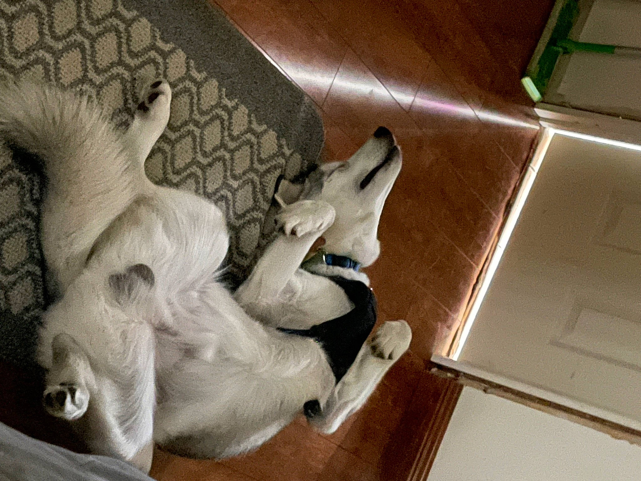 Ash is registered to the contest to win money with this photo: art, building, carnivore, comfort, companion_dog, dog, dog_breed, fawn, felidae, flooring, fur, hardwood, room, sculpture, small_to_medium_sized_cats, sporting_group, statue, tail, wood, working_animal