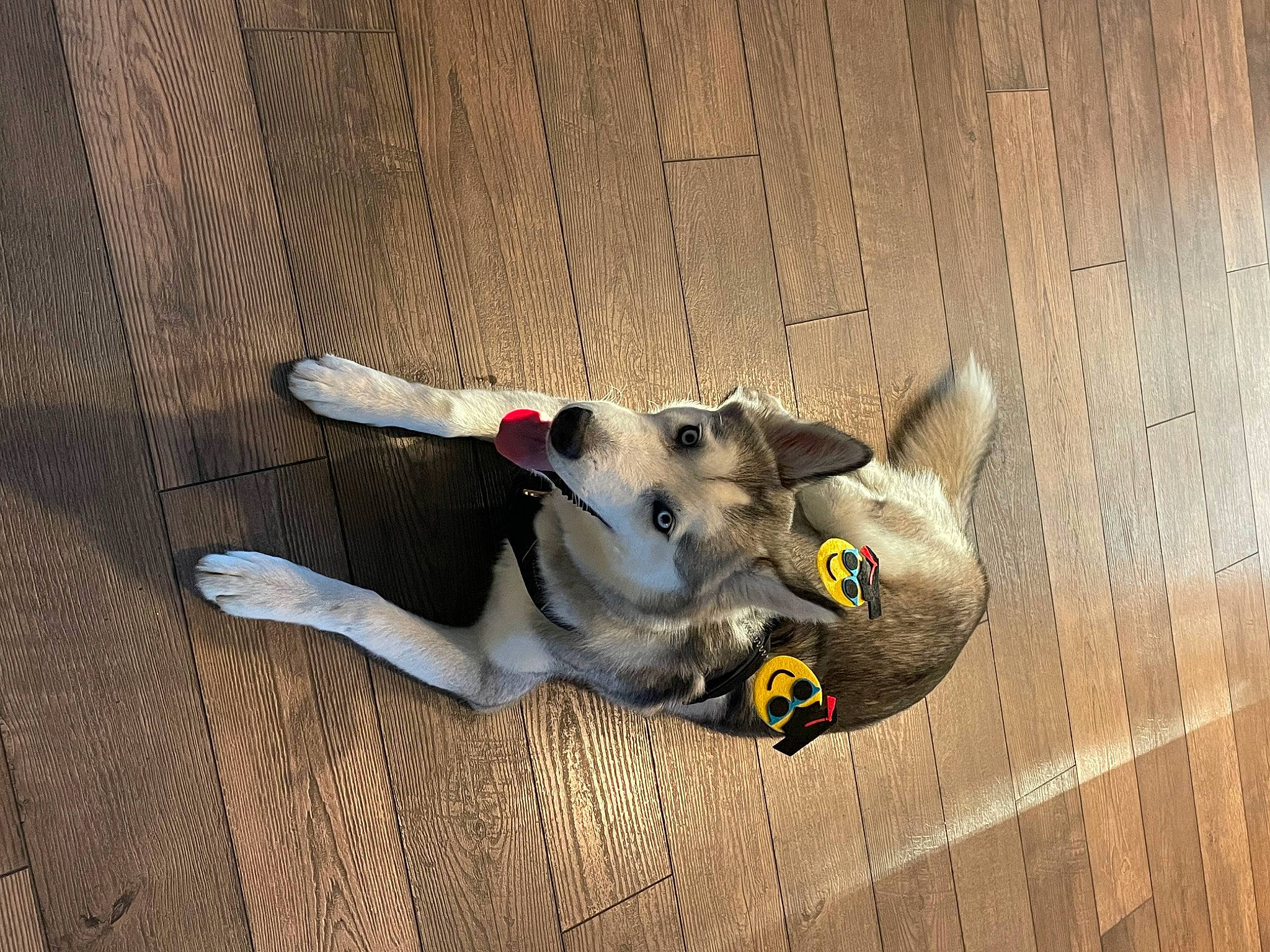 Ash joined the competition — help win amazing prizes! canidae, carnivore, companion_dog, dog, dog_breed, dog_supply, fawn, flooring, hardwood, non_sporting_group, pet_supply, snout, sporting_group, tail, toy, wood, working_animal