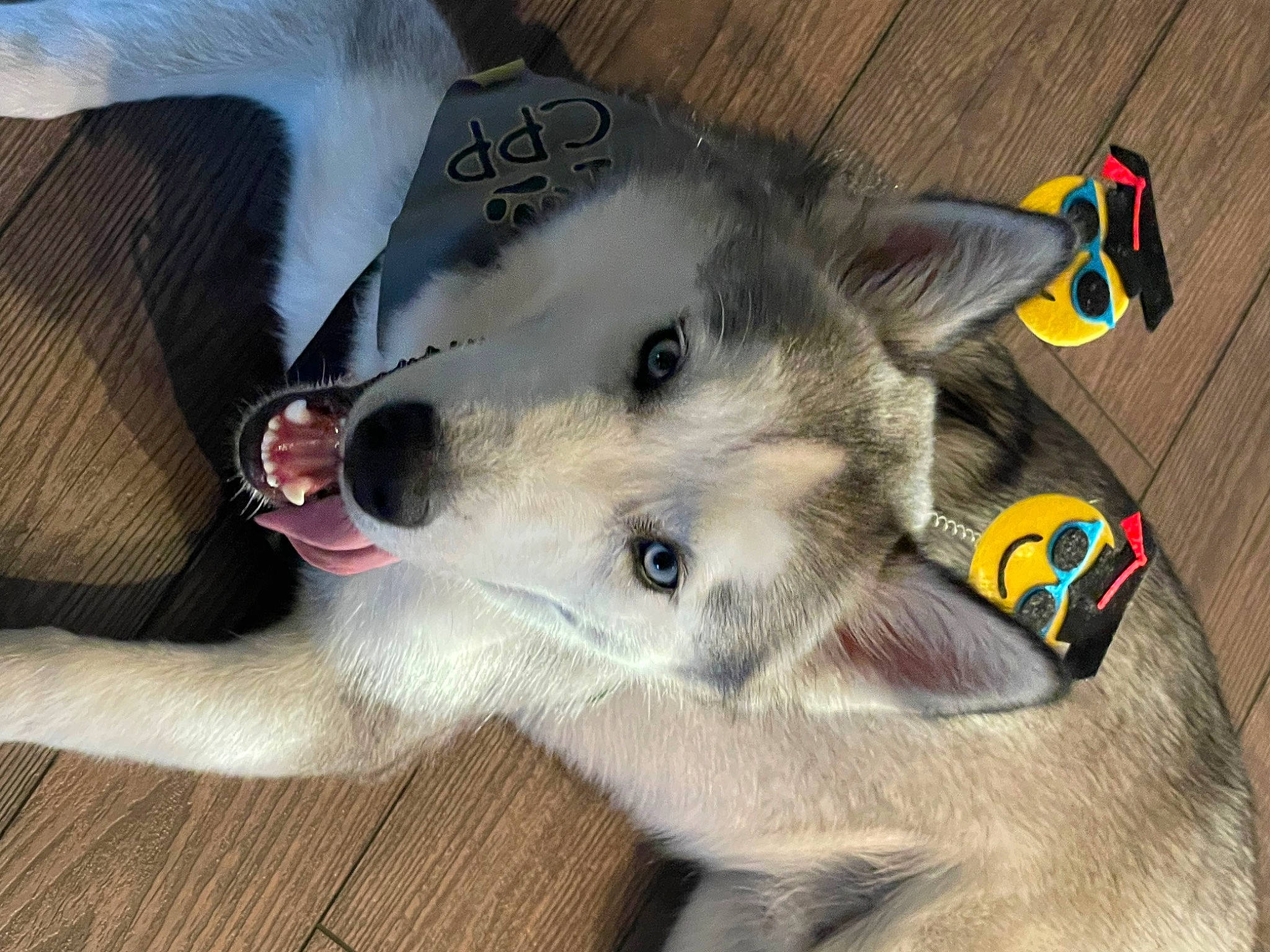 Ash joined the competition — help win amazing prizes! canidae, canis, carnivore, collar, companion_dog, dog, dog_breed, fur, sled_dog, snout, sporting_group, working_animal, working_dog