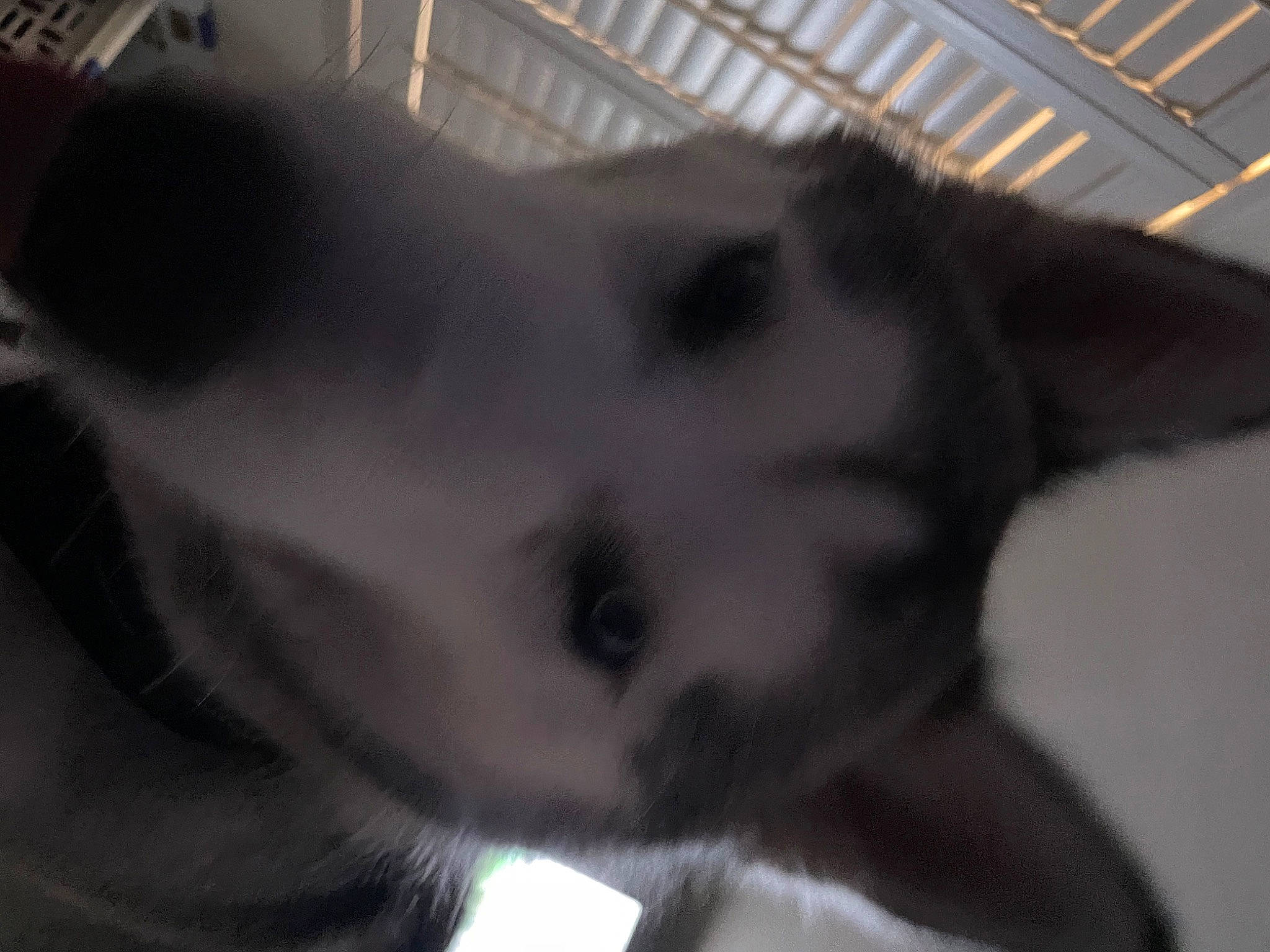 Ash is registered to the contest to win money with this photo: carnivore, companion_dog, dog, dog_breed, ear, fur, jaw, monochrome_photography, pet_supply, snout, terrestrial_animal, whiskers, working_animal