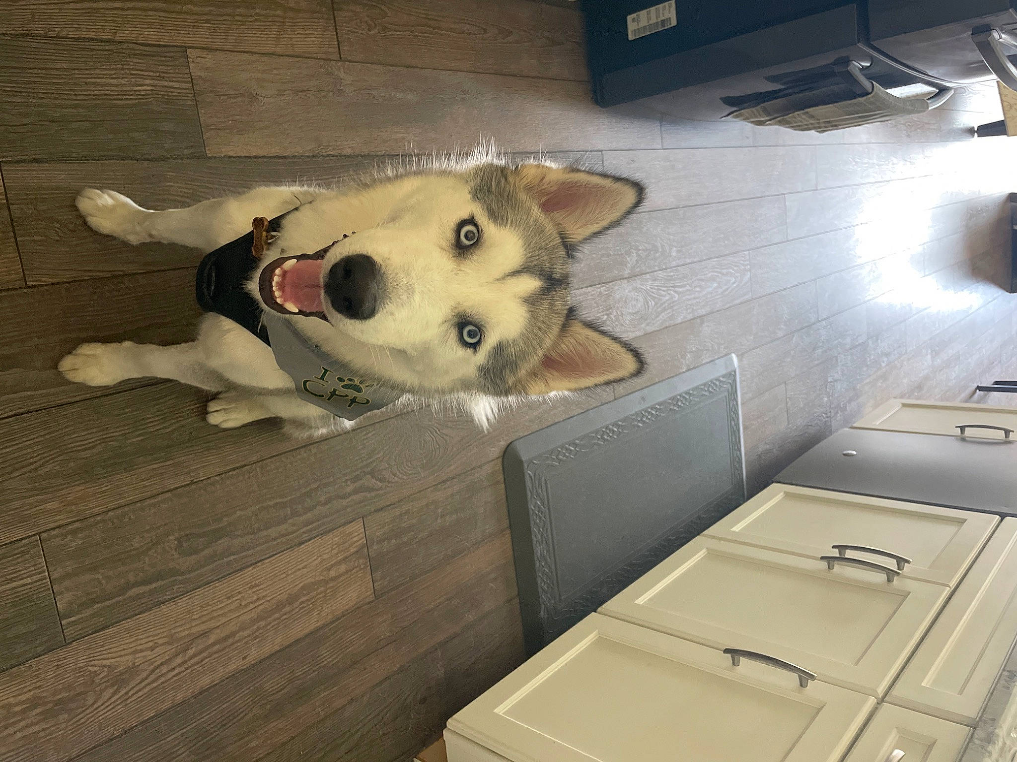 Ash is registered to the contest to win money with this photo: cabinetry, carnivore, chest_of_drawers, companion_dog, computer_keyboard, dog, dog_breed, drawer, felidae, floor, flooring, fur, hardwood, home_appliance, kitchen, machine, peripheral, snout, whiskers, wood