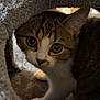 Cleo joined the competition — help win amazing prizes! cat, curious, animal, pet, feline, whiskers, tunnel, indoor, closeup, eyes, fur, playful, cute, tabby, white_paws, soft_texture, looking, focus, home, cozy