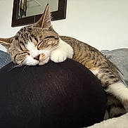Cleo is registered to the contest to win money with this photo: cat, kitten, sleeping, tabby, paw, person, glasses, couch, blanket, indoor, relaxing, comfort, resting, closeup, feline, striped, white_paw, face, peaceful, home