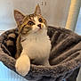 Cleo is registered to the contest to win money with this photo: cat, tabby_cat, pet, indoor, feline, cat_tree, hammock, curious, soft, gray, white_paw, whiskers, ears, eyes, cozy, fur, animal, domestic_cat, looking_up, resting