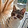 Cleo