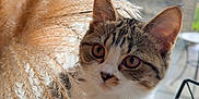 Cleo is registered to the contest to win money with this photo: cat, kitten, tabby, white_fur, pampas_grass, window, indoor, curious, pet, animal, feline, nature, blurred_background, soft_light, plant, domestic, cute, whiskers, ears, sitting