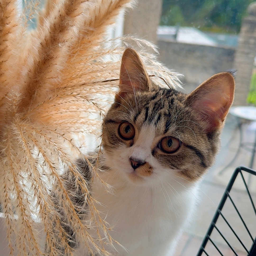 Cleo is registered to the contest to win money with this photo: animal, blurred_background, cat, curious, cute, domestic, ears, feline, indoor, kitten, nature, pampas_grass, pet, plant, sitting, soft_light, tabby, whiskers, white_fur, window