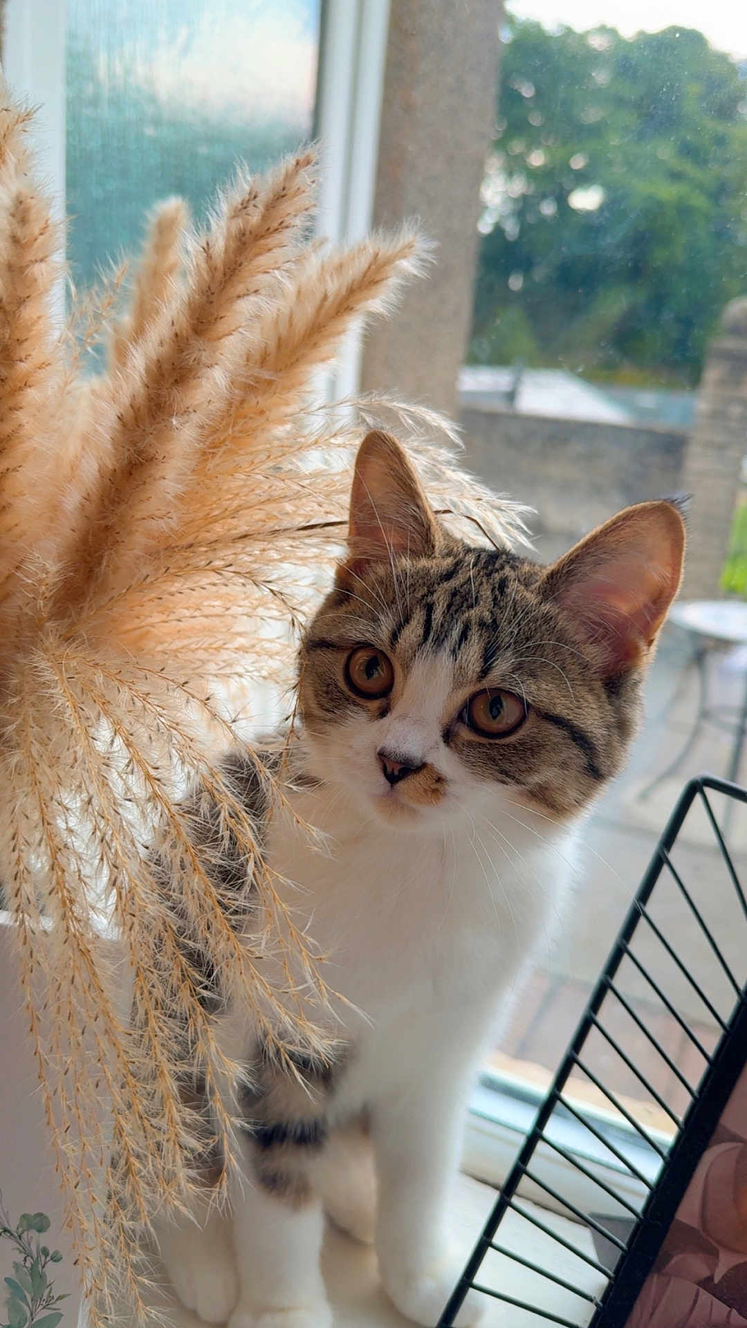 Cleo is registered to the contest to win money with this photo: cat, kitten, tabby, white_fur, pampas_grass, window, indoor, curious, pet, animal, feline, nature, blurred_background, soft_light, plant, domestic, cute, whiskers, ears, sitting