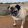 dog, pug, pet, animal, outdoor, fence, wood, rust, tongue_out, standing, brown, short_hair, cute, canine, paw_prints, nature, sky, daytime, expression, small_dog