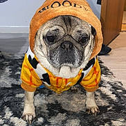 Milo joined the competition — help win amazing prizes! dog, pug, hoodie, clothing, pet, indoor, carpet, animal, cute, portrait, standing, furniture, home, expression, brown, black, white, floor, texture, cozy