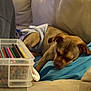 Eva is registered to the contest to win money with this photo: dog, sleeping, couch, leather, diaper, pillow, blue, beige, colored_pencils, container, table, indoor, relaxing, pet, nap, fur, small_dog, cozy, home, comfort