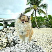 Max Bear joined the competition — help win amazing prizes! animal, canine, cockerspaniel, dog, nature, outdoors, palmtree, papillon, pet, plant, puppy, road, rock, rubble, slate, soil, summer, tree, vegetation, water