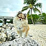 animal, canine, cockerspaniel, dog, nature, outdoors, palmtree, papillon, pet, plant, puppy, road, rock, rubble, slate, soil, summer, tree, vegetation, water