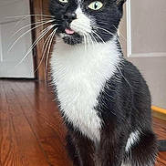Olive is registered to the contest to win money with this photo: cat, black_and_white, tongue_out, whiskers, indoor, wooden_floor, pet, curious, feline, sitting, green_eyes, playful, animal, portrait, cute, domestic_cat, fur, close_up, house, door