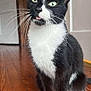cat, black_and_white, tongue_out, whiskers, indoor, wooden_floor, pet, curious, feline, sitting, green_eyes, playful, animal, portrait, cute, domestic_cat, fur, close_up, house, door