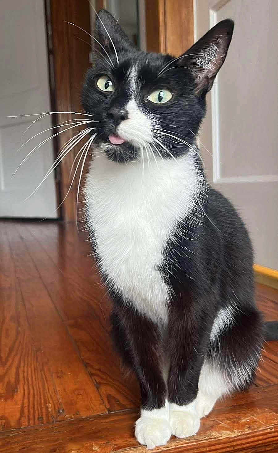 Olive is registered to the contest to win money with this photo: cat, black_and_white, tongue_out, whiskers, indoor, wooden_floor, pet, curious, feline, sitting, green_eyes, playful, animal, portrait, cute, domestic_cat, fur, close_up, house, door