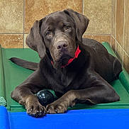 Ben Bush joined the competition — help win amazing prizes! dog, puppy, labrador, brown_dog, pet, indoor, toy, ball, resting, green_bed, tile_wall, looking, cute, animal, companion, young_dog, playful, canine, paw, collar