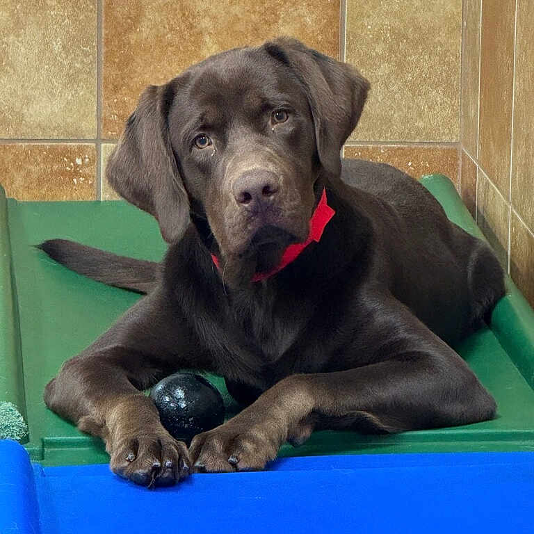 Ben Bush joined the competition — help win amazing prizes! animal, ball, brown_dog, canine, collar, companion, cute, dog, green_bed, indoor, labrador, looking, paw, pet, playful, puppy, resting, tile_wall, toy, young_dog
